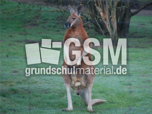 Rotes Riesenkänguru_2.jpg